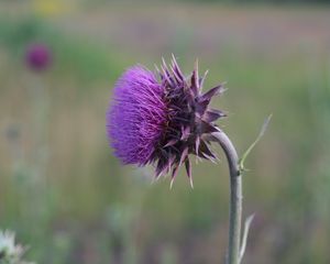 Preview wallpaper thistle, flower, grass, stem, blurred