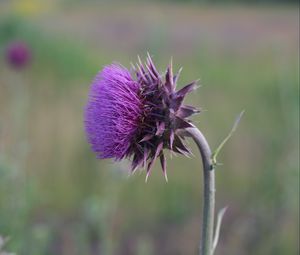 Preview wallpaper thistle, flower, grass, stem, blurred