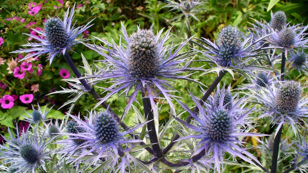 Wallpaper thistle, flower, plant