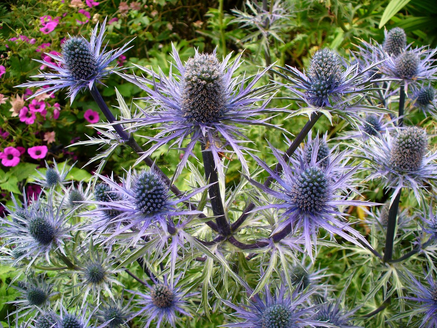 Как выглядит цветок чертополох Download wallpaper 1400x1050 thistle, flower, plant standard 4:3 hd background