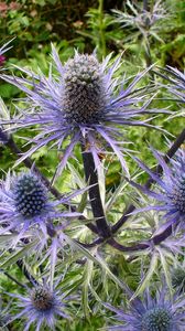 Preview wallpaper thistle, flower, plant