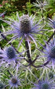 Preview wallpaper thistle, flower, plant