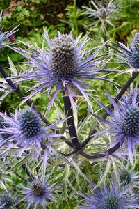 Preview wallpaper thistle, flower, plant
