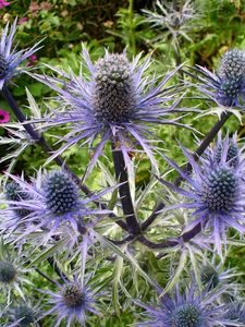 Preview wallpaper thistle, flower, plant
