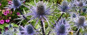 Preview wallpaper thistle, flower, plant