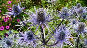 Preview wallpaper thistle, flower, plant
