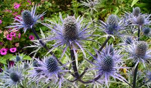 Preview wallpaper thistle, flower, plant