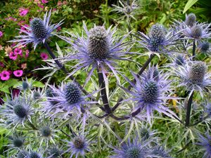 Preview wallpaper thistle, flower, plant