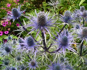 Preview wallpaper thistle, flower, plant