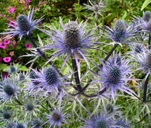 Preview wallpaper thistle, flower, plant