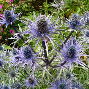 Preview wallpaper thistle, flower, plant
