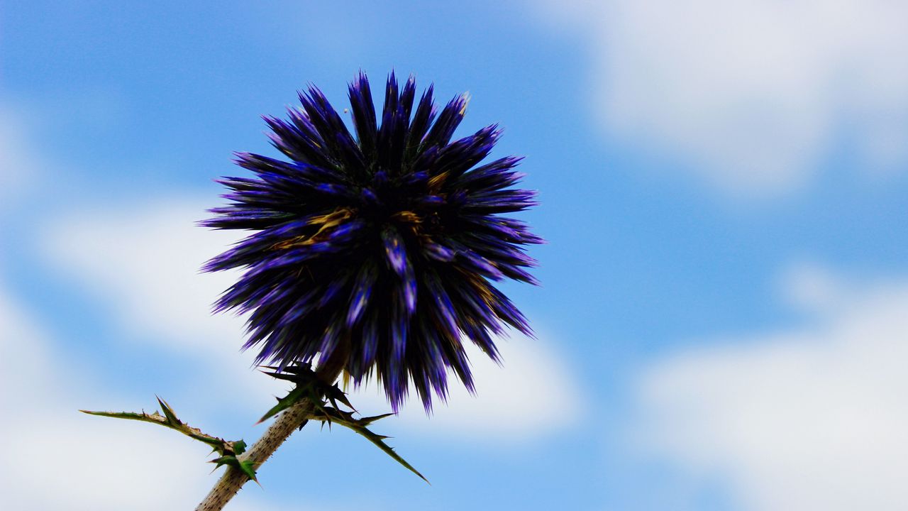 Wallpaper thistle, flower, purple