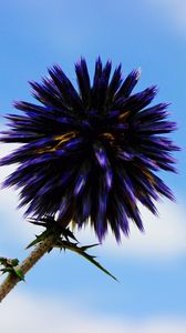 Preview wallpaper thistle, flower, purple