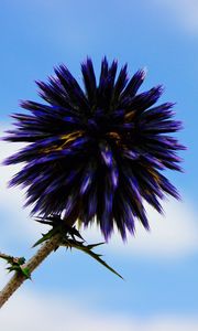 Preview wallpaper thistle, flower, purple