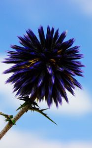 Preview wallpaper thistle, flower, purple