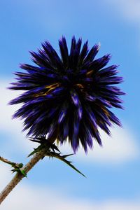Preview wallpaper thistle, flower, purple