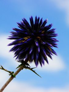 Preview wallpaper thistle, flower, purple