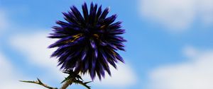 Preview wallpaper thistle, flower, purple