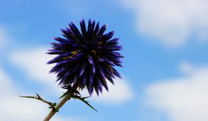 Preview wallpaper thistle, flower, purple