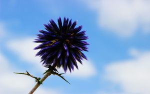 Preview wallpaper thistle, flower, purple