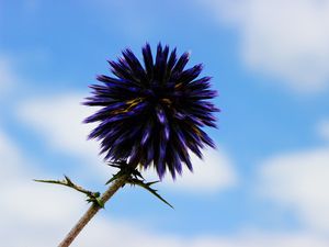 Preview wallpaper thistle, flower, purple