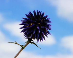 Preview wallpaper thistle, flower, purple