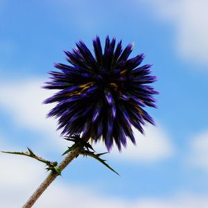 Preview wallpaper thistle, flower, purple