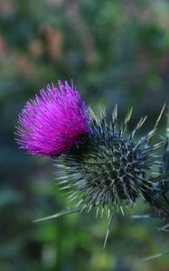 Preview wallpaper thistle, flower, spines