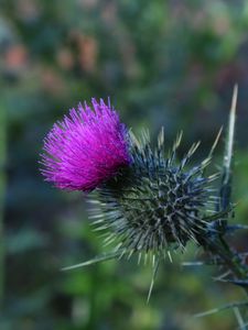 Preview wallpaper thistle, flower, spines