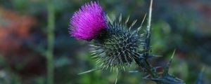 Preview wallpaper thistle, flower, spines