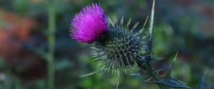 Preview wallpaper thistle, flower, spines