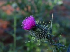 Preview wallpaper thistle, flower, spines