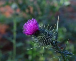 Preview wallpaper thistle, flower, spines