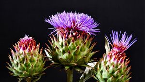 Preview wallpaper thistle, flowering, hats, black background