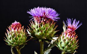 Preview wallpaper thistle, flowering, hats, black background
