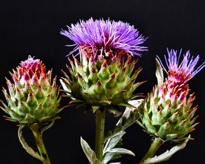 Preview wallpaper thistle, flowering, hats, black background