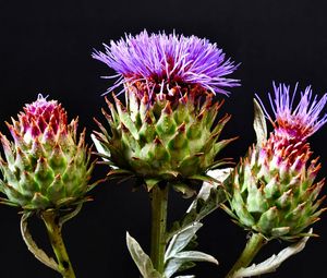 Preview wallpaper thistle, flowering, hats, black background