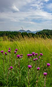 Preview wallpaper thistle, flowers, buds, grass