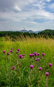 Preview wallpaper thistle, flowers, buds, grass