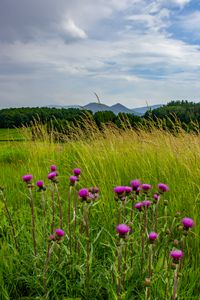 Preview wallpaper thistle, flowers, buds, grass