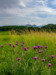 Preview wallpaper thistle, flowers, buds, grass