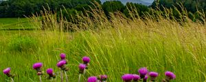 Preview wallpaper thistle, flowers, buds, grass