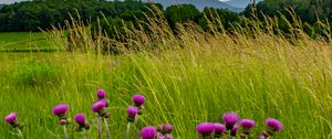 Preview wallpaper thistle, flowers, buds, grass