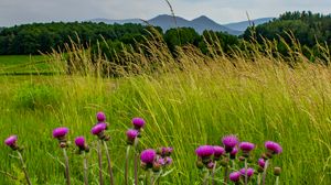 Preview wallpaper thistle, flowers, buds, grass