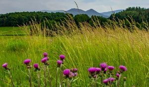 Preview wallpaper thistle, flowers, buds, grass