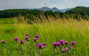 Preview wallpaper thistle, flowers, buds, grass