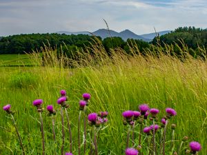 Preview wallpaper thistle, flowers, buds, grass