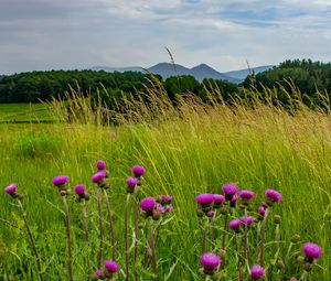 Preview wallpaper thistle, flowers, buds, grass