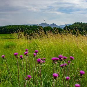 Preview wallpaper thistle, flowers, buds, grass