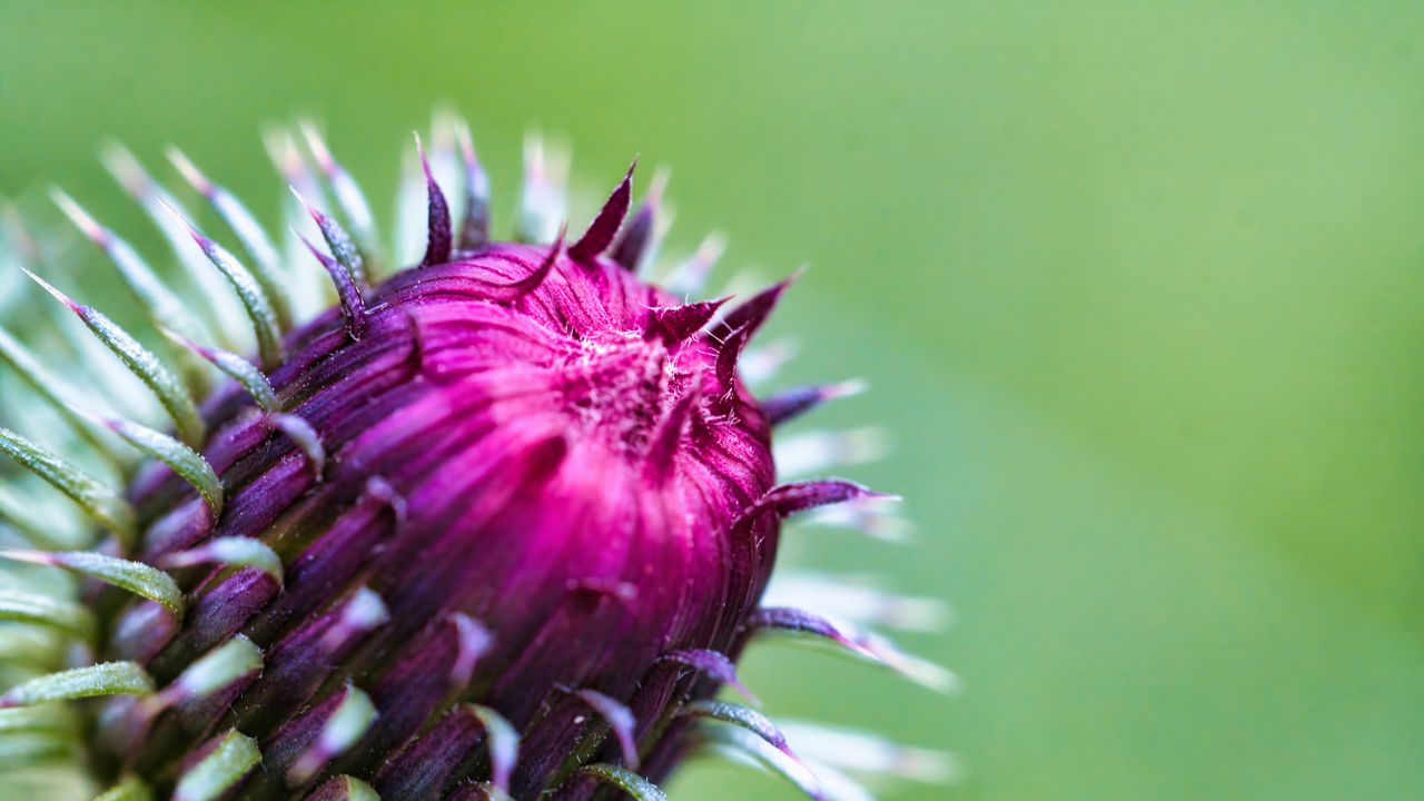 Wallpaper thistle, plant, bud, macro